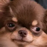 Immer noch 17-Deok-Koo.webp