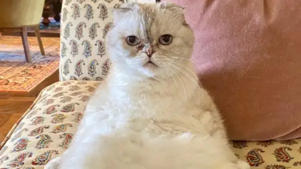 Vaut-il plus que le chat de Taylor Swift que Travis Kelce? Katzenfansity avec une confiance en soi que vous vous conseillez oui