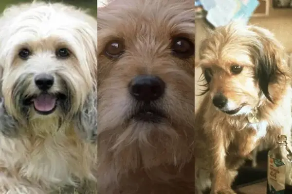 Film Benjis 6 che sono classificati troppo meglio dal peggio (foto)