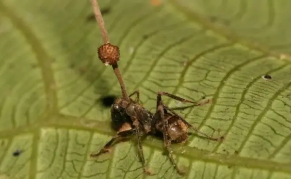 Der letzte von uns: Alles, was man über den Pilz wissen kann, der Menschen in Zombies verwandelt