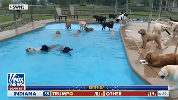 Gutfeld! Kristi Noem verspottet sich für schlechtes Wetter, eine Entschuldigung, um das Erscheinungsbild des Fuchs zu stornieren: Ich habe Katzen und Hunde regnet