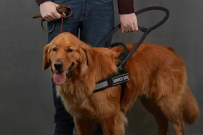 Transmita o omitirlo: My Christmas Guide en las películas de Hallmark