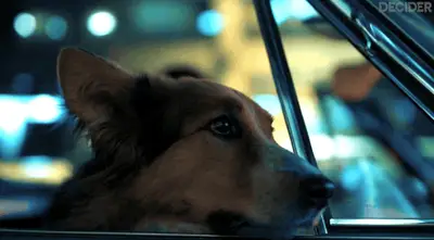 SUGAR Ep2 DOG WITH HIS HEAD OUT THE WINDOW