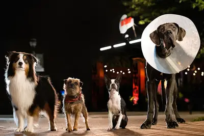 ¿Se transmite Streys en Netflix, Max, Amazon Prime Video?