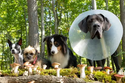 Transfira ou deixe de fora: rua no primeiro vídeo, um filme sem desculpas sem desculpas e engraçado estúpido