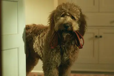 Six-Thirty the dog on 