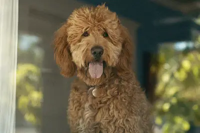 Le document surprise des leçons de chimie de BJ Novak vous permettra de sangloter