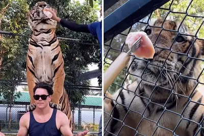 Los fanáticos de las Reglas de Vanderpump están en un alboroto sobre la foto de fotos planteada de Tom Sandoval con un tigre en un zoológico de Tailandia: desearía que se lo comiera