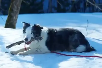 Transférer ou laisser sortir: Anatomie d'une chute à Hulu, un drame fascinant de la cour française aux Oscars