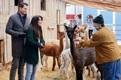 We Wish You a Married Christmas, alpacas