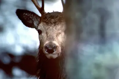 ¿Quién canta la nueva canción musical Outlander durante los créditos iniciales?