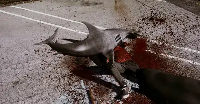 Sharknado -Filme in Ordnung: Wie viele Sharknado -Filme gibt es?