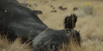 Resumo do episódio 1 da 1ª temporada de 1923: 1923